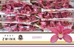 Cymbidium Gerry 80cm
