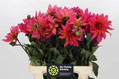 Dahlia Pink Punk 55cm