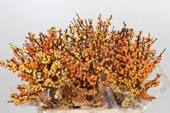 Ilex Verticillata Magical Cresgold 60cm