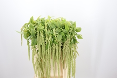 Amaranthus Caudatus Viridis 70cm