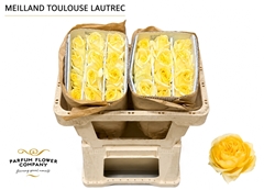 Rosa Meilland Toulouse Lautrec 50cm