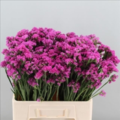Limonium Sinuatum Rosa Sun Birds 55cm 10gr.