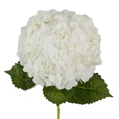 Hydrangea White 60cm 16cm Hd
