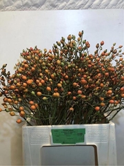 Rosa Magical Miracle 60cm