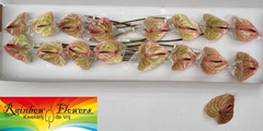 Anthurium Marijke 11cm Hd