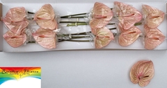 Anthurium Marijke 15cm Hd