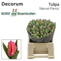Tulip Parrot Marvel Parrot 35cm 30gr.