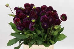 Dahlia Ivannetti 40cm