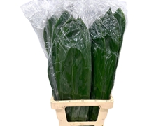 Cordyline Green Ti 80cm