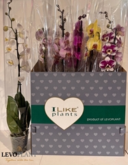 Phalaenopsis Mix 12Ø 75cm 1st
