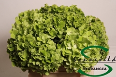 Hydrangea Verena Classic 40cm 9-11cm Hd