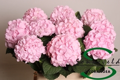 Hydrangea Pinky 60cm 8-10cm Hd