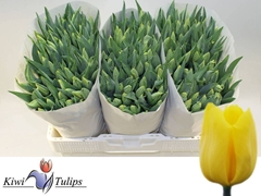Tulip Single Strong Gold 40cm 35gr.
