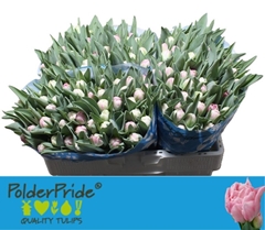 Tulip Double Voque 35cm 30gr.