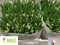 Tulip Single First Class 35cm 30gr.