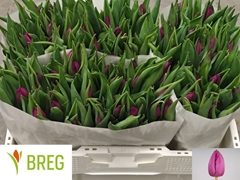 Tulip Single Purple Prince 35cm 28gr.