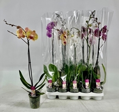 Phalaenopsis Mix 12Ø 75cm 1st