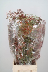 Rosa Corallo 100cm