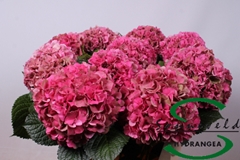 Hydrangea Glowing Alps Classic 60cm 14-16cm Hd