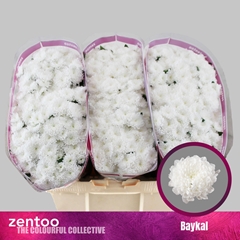 Chrysanth Santini Baykal 55cm 52gr.