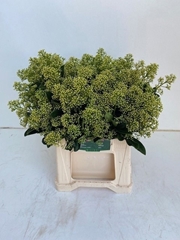 Skimmia Japonica Finchy Per Bunch 40cm