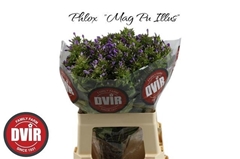 Phlox Magical Purple Illusionz 60cm