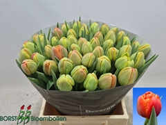 Tulip Double Icoon 45cm 40gr.