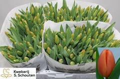 Tulip Single Orange Juice 40cm 35gr.