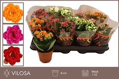 Kalanchoe Double Mix 8Ø 15cm
