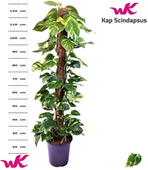 Epipremnum Moss Stick 24Ø 120cm