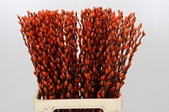 Salix Snow Flake Painted Orange 70cm