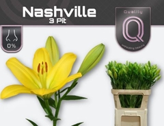 Lily La Nashville 85cm 3+