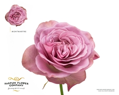 Rosa Mont Martre+ 50cm