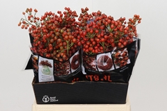 Rosa Autumn Rosefruits 45cm