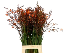 Crocosmia Lucifer 80cm