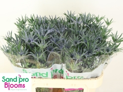 Eryngium Pacific Blue Stripe 70cm