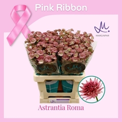 Astrantia Roma 50cm