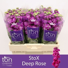 Matthiola Phantom Cerise 58cm