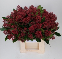 Skimmia Japonica Rubella Per Bunch 45cm