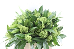 Skimmia Kew Green Per Bunch 45cm