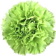 Dianthus Single Goblin 75cm