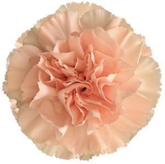 Dianthus Single Novia 75cm