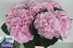 Hydrangea Verena 60cm 16-18cm Hd