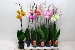 Phalaenopsis Mix 12Ø 70cm 1st