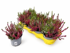 Calluna WiBo's Trio 13Ø 25cm