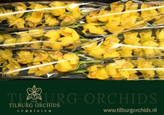 Cymbidium Golden Treasure 80cm
