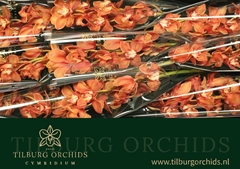 Cymbidium Oranje Holland 60cm