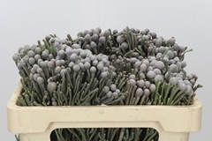 Brunia Laevis 50cm