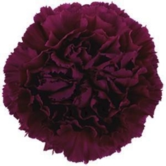 Dianthus Single Golem 60cm