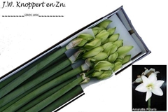 Hippeastrum Polaris 80cm